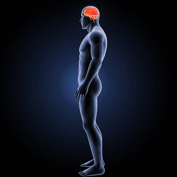 Human brain lateral view — Stock Photo, Image