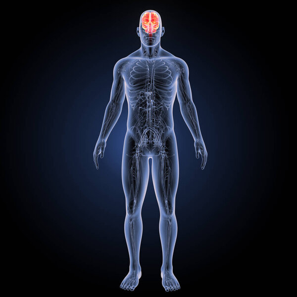 Передний вид мозга человека
 