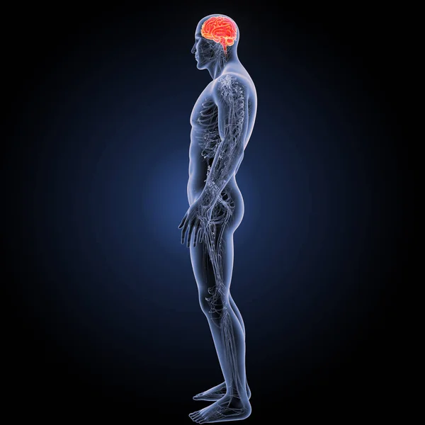 Menneskelig hjerne lateral visning - Stock-foto