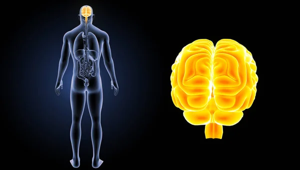 Vista posterior del cerebro humano — Foto de Stock