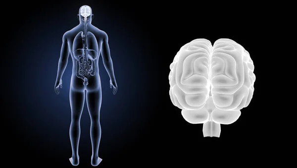 Vista posterior del cerebro humano — Foto de Stock