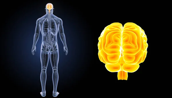 Vista posterior del cerebro humano — Foto de Stock