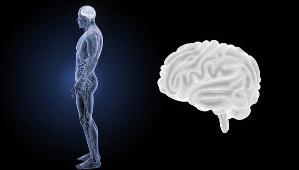 인간의 두뇌 측면 보기 — 스톡 사진
