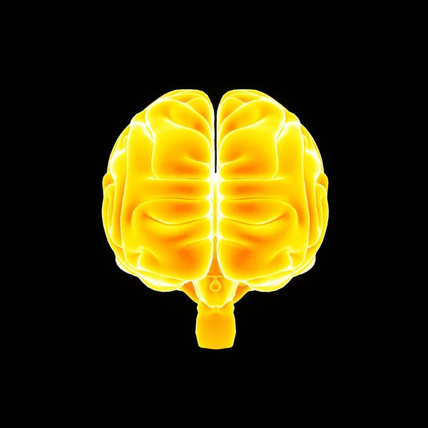 Vue antérieure du cerveau humain — Photo