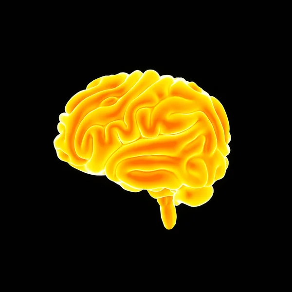 Human Brain lateral view — Stock Photo, Image