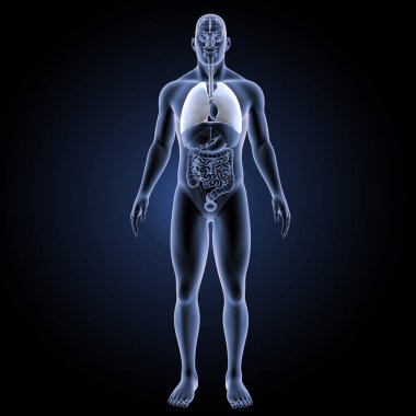 Solunum sistemi ön görünüm 