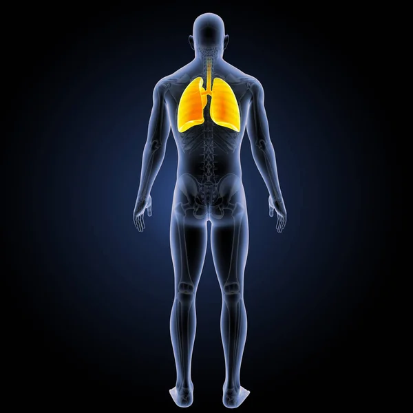 Respiratory system posterior view — Stock Photo, Image