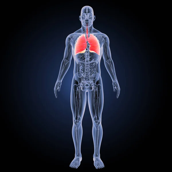 Respiratory system anterior view — Stock Photo, Image