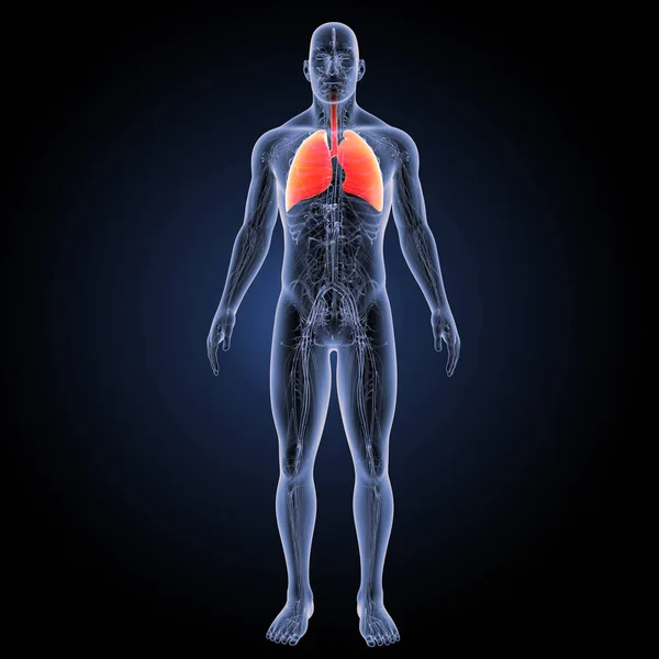 Respiratory system anterior view — Stock Photo, Image