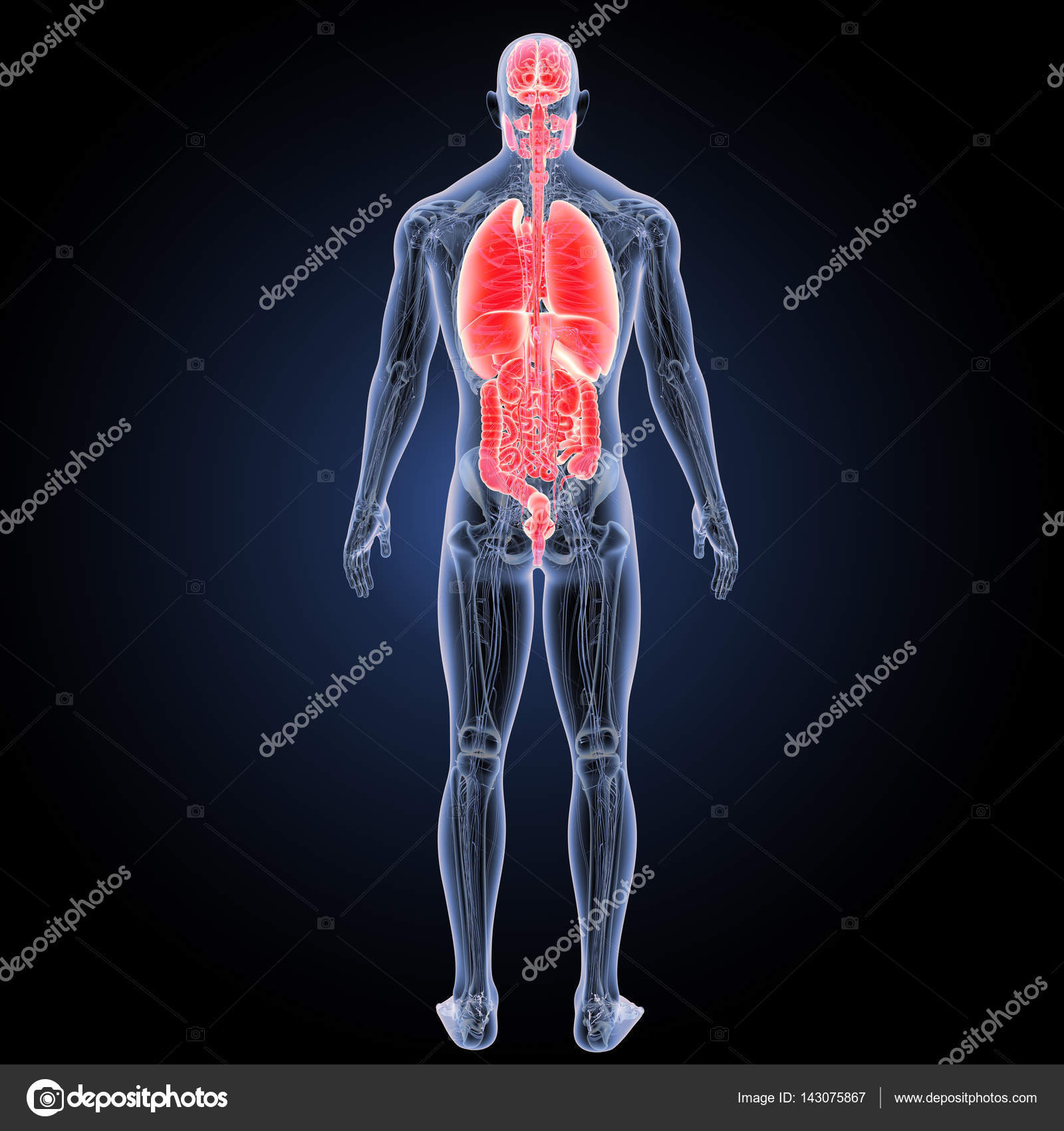 органы человека. строение человека. внутренние органы человека без подписей. человеческий организм. включи организм.