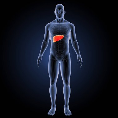 İnsan karaciğer ön görünüm 