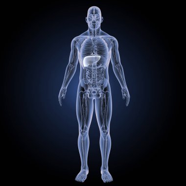 İnsan karaciğer ön görünüm 