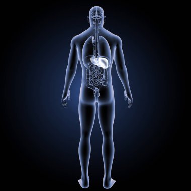 İnsan karaciğer arka görünüm 