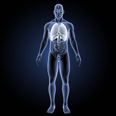 Solunum sistemi ön görünüm 