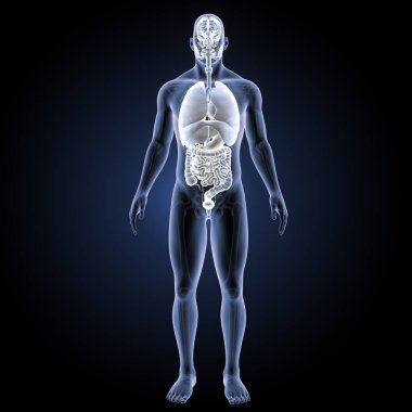 İnsan organları ön görünüm