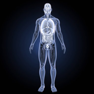 İnsan organları ön görünüm 