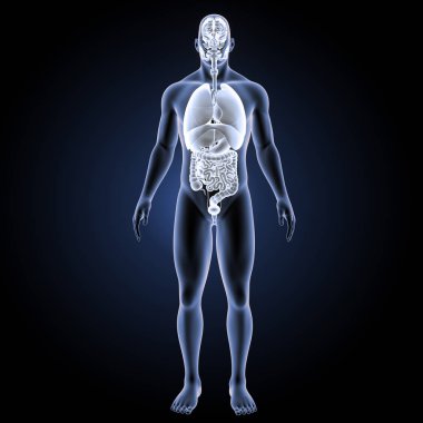 İnsan organları ön görünüm 