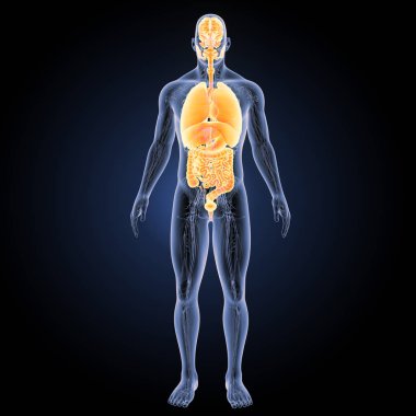 İnsan organları ön görünüm