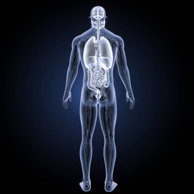 İnsan organları arka görünüm 