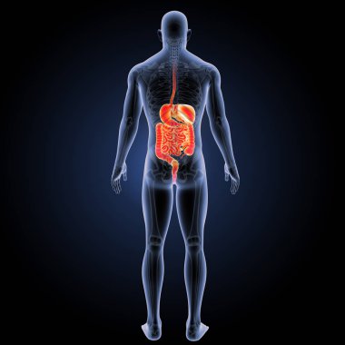 Sindirim sistemi arka görünüm