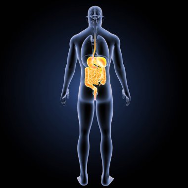 Sindirim sistemi arka görünüm