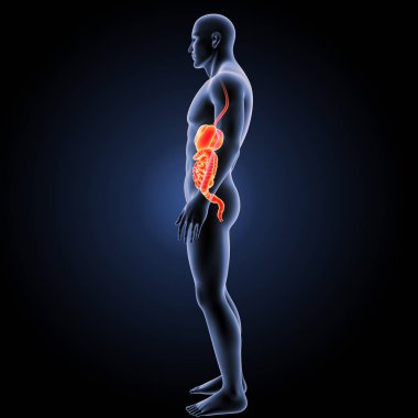 Sindirim sistemi ön görünüm 