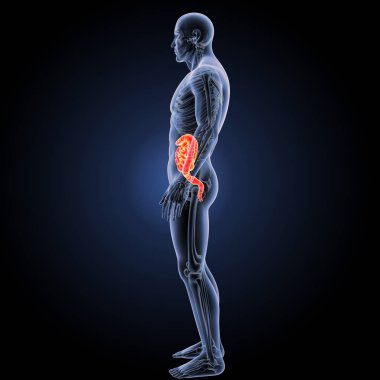 Sindirim sistemi ön görünüm