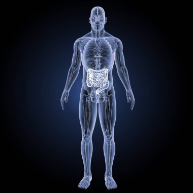 Küçük ve büyük bağırsak ön 