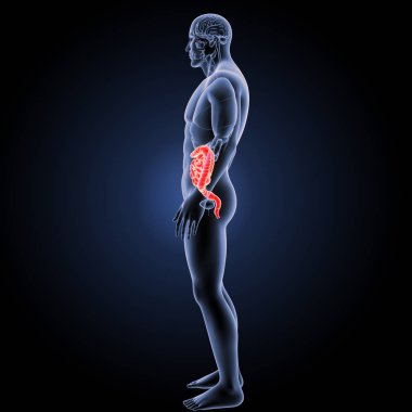 Küçük ve kalın bağırsak yan görünüm