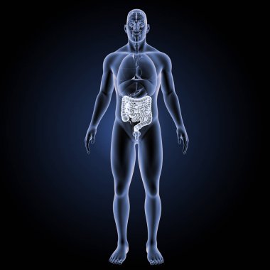 Küçük ve kalın bağırsak ön görünüm