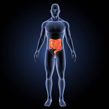 Küçük ve kalın bağırsak ön görünüm 