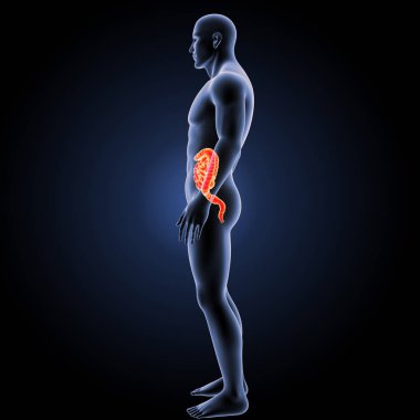 Küçük ve kalın bağırsak yan görünüm 