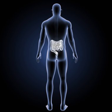 Küçük ve kalın bağırsak arka görünüm