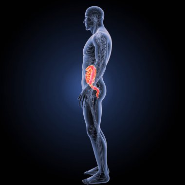 Küçük ve kalın bağırsak yan görünüm 