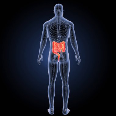 Küçük ve kalın bağırsak arka görünüm