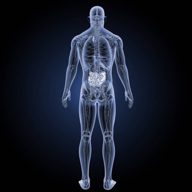 İnce bağırsak arka görünüm 