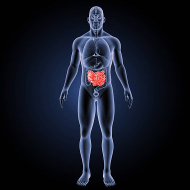 Bağırsağın anterior görünümü 