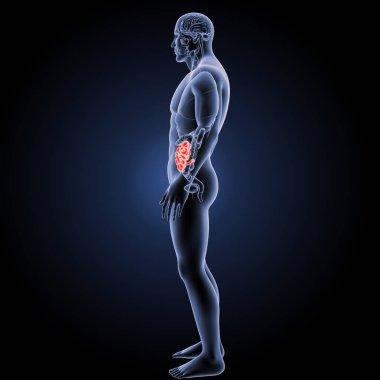 İnce bağırsak yan görünüm 