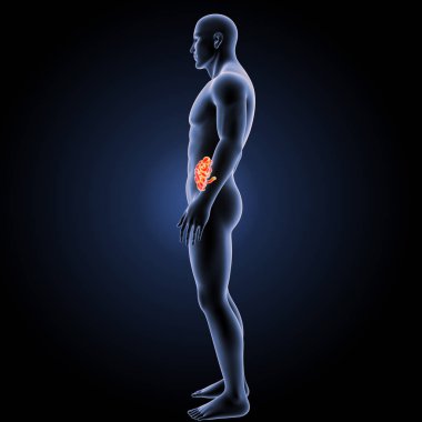 İnce bağırsak yan görünüm 