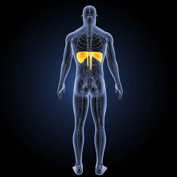 Tampilan posterior diafragma — Stok Foto