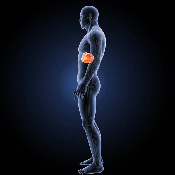Human liver lateral view — Stock Photo, Image