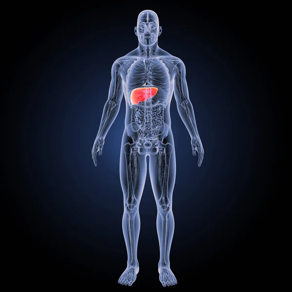 Human liver anterior view — Stock Photo, Image