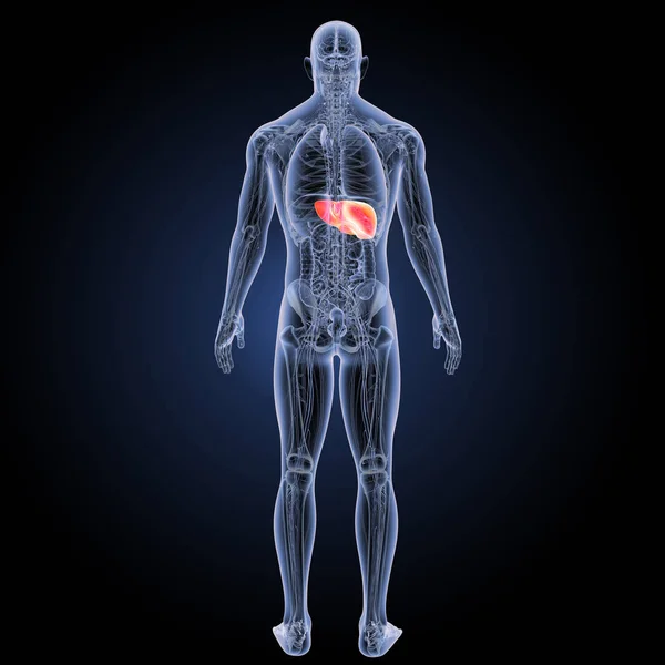 Human liver posterior view — Stock Photo, Image
