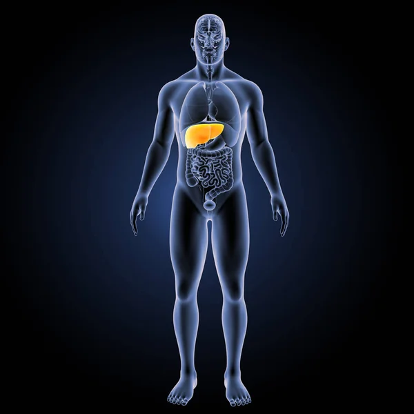 Human liver anterior view — Stock Photo, Image