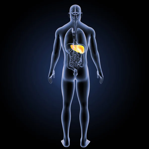 Людська печінка задній вид — стокове фото