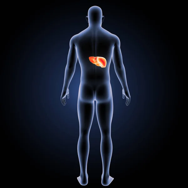 Human liver posterior view — Stock Photo, Image