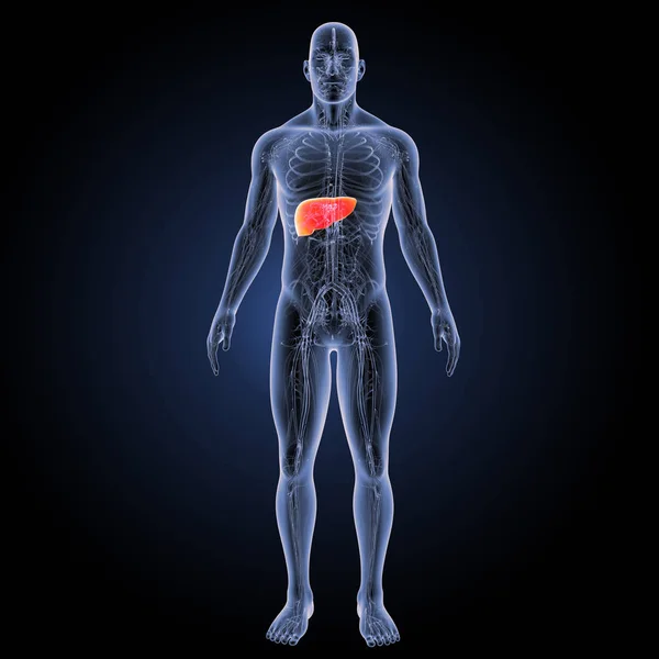 Menselijke lever anterior weergave — Stockfoto
