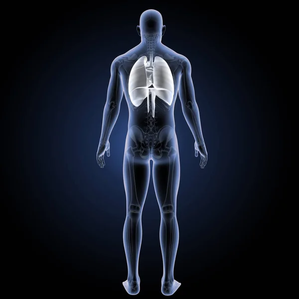 Respiratory system posterior view — Stock Photo, Image