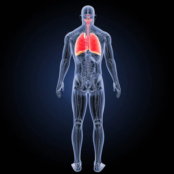 Widok tylnej układu oddechowego — Zdjęcie stockowe