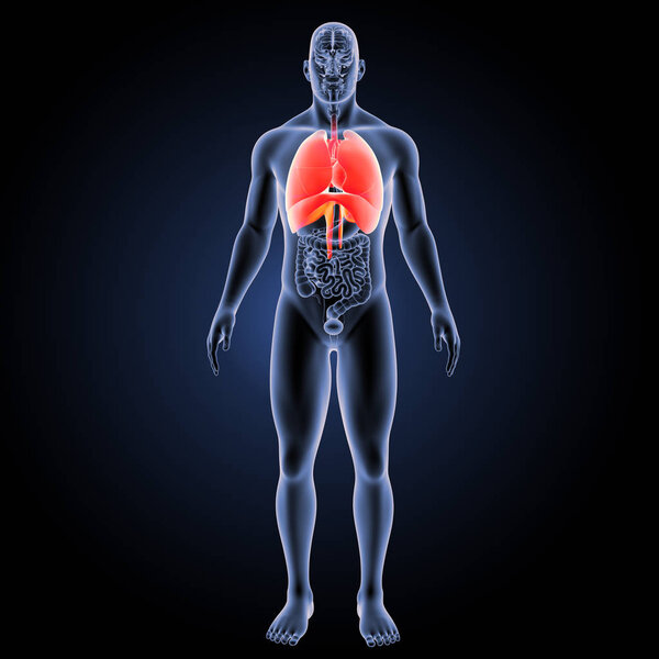 Respiratory system anterior view 